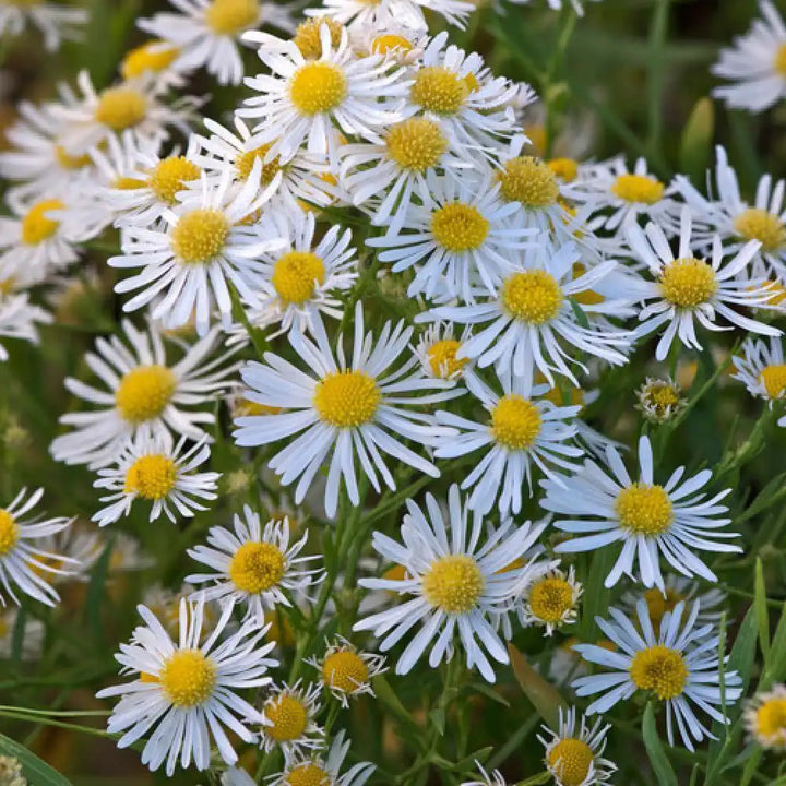 Heirloom Non-GMO Boltonia Asteroides Flower Seeds – Perennial Daisy Flower Seeds for Planting