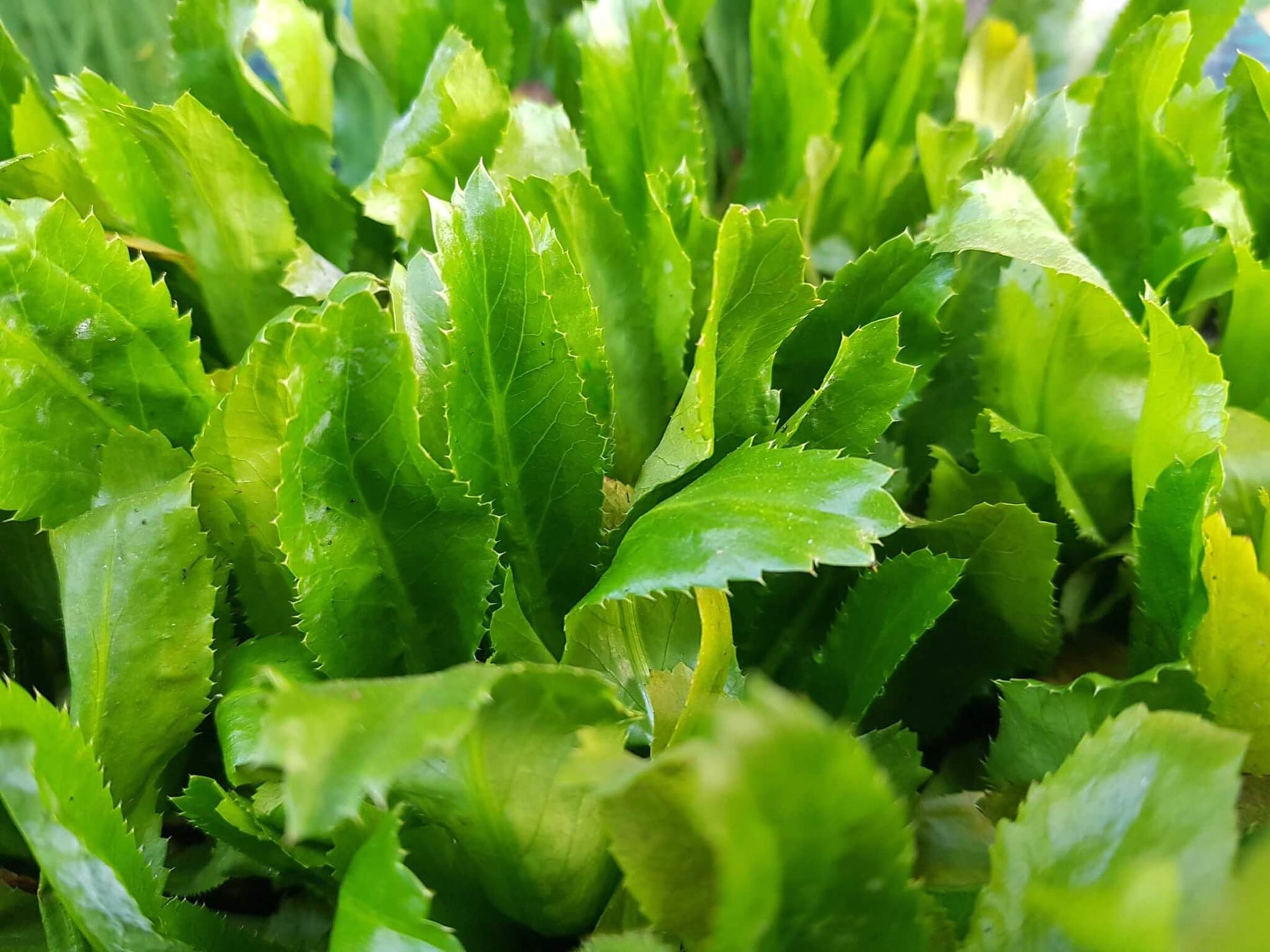 Green Culantro Plant Seeds for Flavored Herb Gardens and Cooking Scientific Name Placeholder for planting in home garden