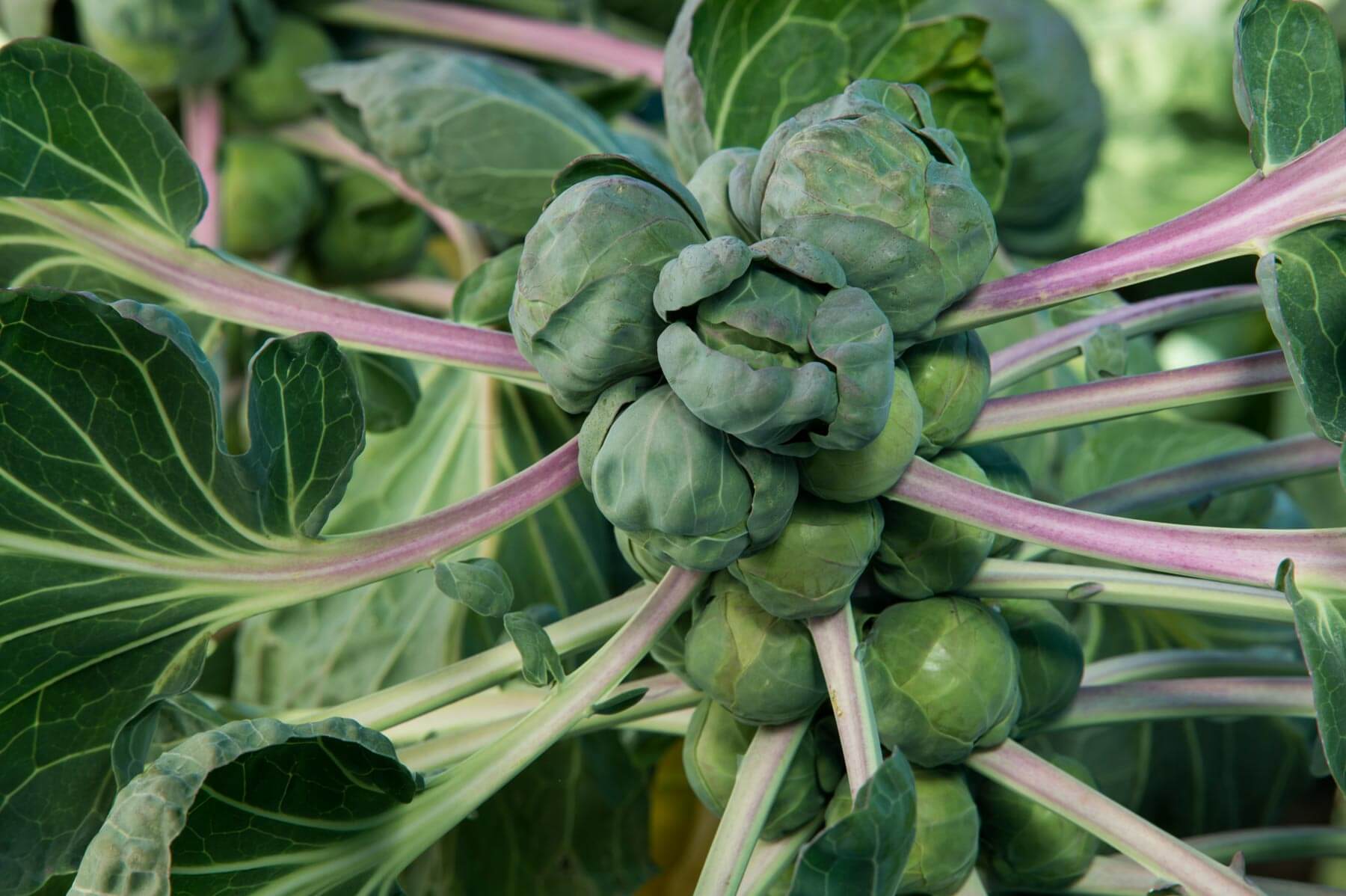 Young Brussels sprout plug plants ready for transplanting into a vegetable garden.
