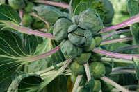 Young Brussels sprout plug plants ready for transplanting into a vegetable garden.
