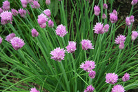 Healthy chive plants growing in a sunny herb garden.
