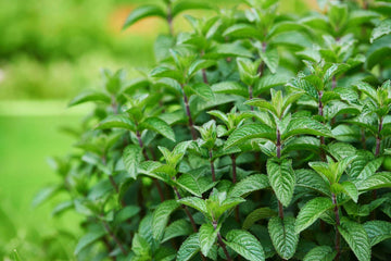 Healthy peppermint mint plants growing in an outdoor herb garden.
