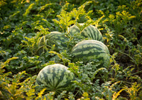 Watermelon plug plants ready for planting in the garden