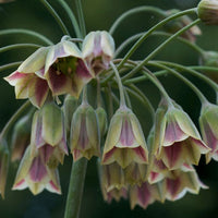 Nectaroscordum Flower Seeds for Planting - 100 pcs
