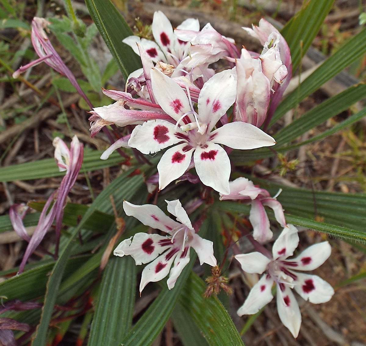 Babiana Tubulosa Flower Seeds for Planting - 100 pcs - Tubulosa for planting in home garden
