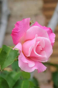 Romantic Pink Rose Heirloom Non-GMO Seeds for Planting