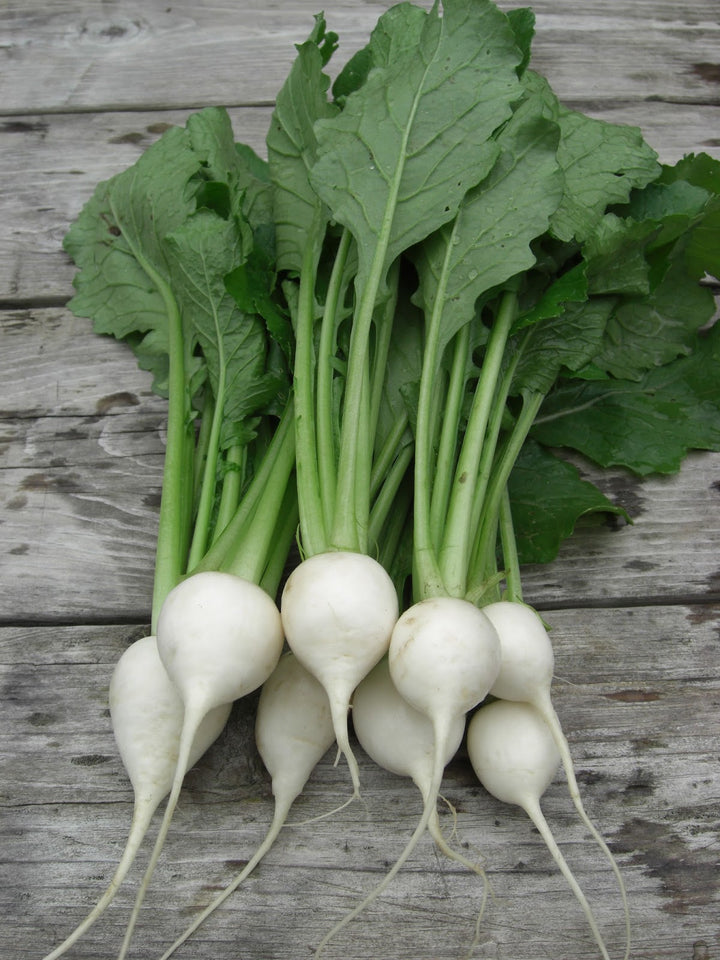Baby Turnips vegetable seeds for Planting - heirloom & Non-GMO garden Seeds