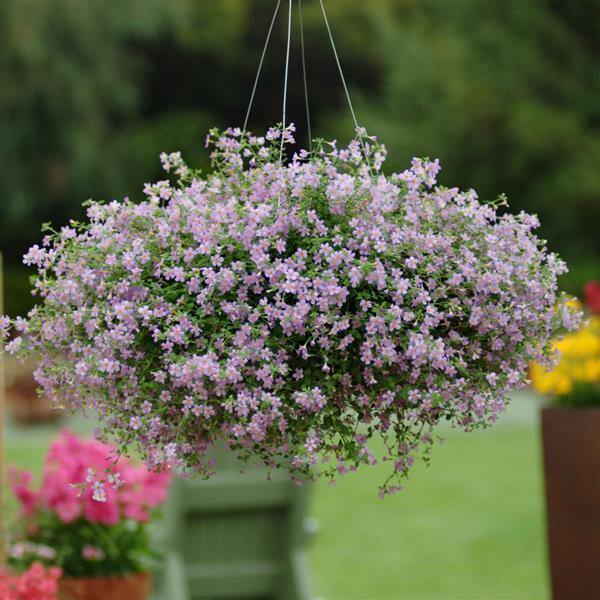 Blutopia Flower Seeds for Planting, Heirloom, Non-GMO, 100 pcs