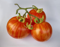 Tigerella Bi-Color Tomato Seeds for Planting – Heirloom & Non-GMO Seeds