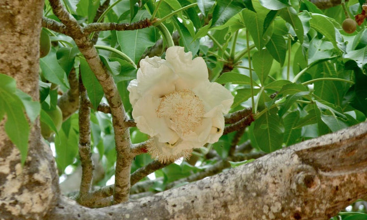 Heirloom Non-GMO Adansonia Digitata Flower Seeds for Planting – Exotic Baobab Tree Seeds for Unique Gardens