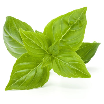 Light Green Basil Plant Seeds for Planting-Heirloom & Non-GMO Seeds for planting Scientific Name Placeholder for planting in home garden