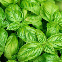 Italian Basil Herb Seeds - Non-GMO Heirloom Seeds for Planting Scientific Name Placeholder for planting in home garden