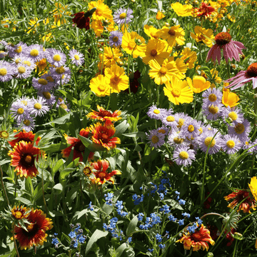 Mixed Oenothera Flower Seeds for Planting - 100 pcs for planting in your garden.