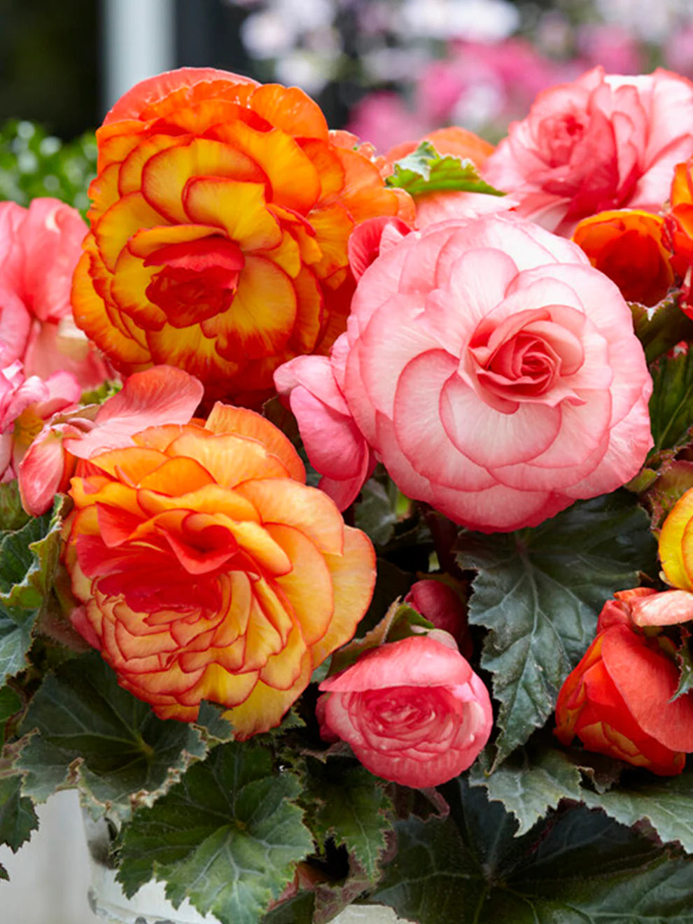 Begonia Flower Seeds Heirloom Non GMO Planting - 100 pcs