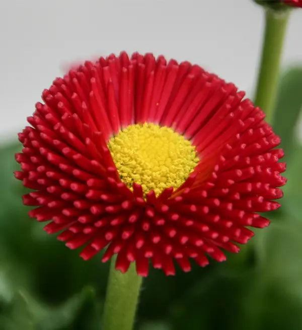 Red Bellis Flower Seeds for Planting - NON GMO Seeds for planting in home garden