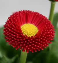 Red Bellis Flower Seeds for Planting - NON GMO Seeds for planting in home garden