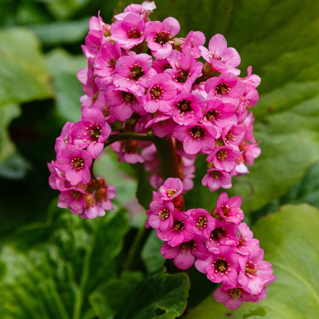 Heirloom Bergenia Seeds – Non-GMO Flower Seeds for Planting - Bergenia for planting in home garden