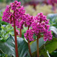 Organic Pink Bergenia Cordifolia Flower Seeds for Planting ƒ?? Heirloom, Non-GMO