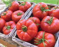 Light Red Gaint Tomato Seeds for Planting, 100 Pcs pcs