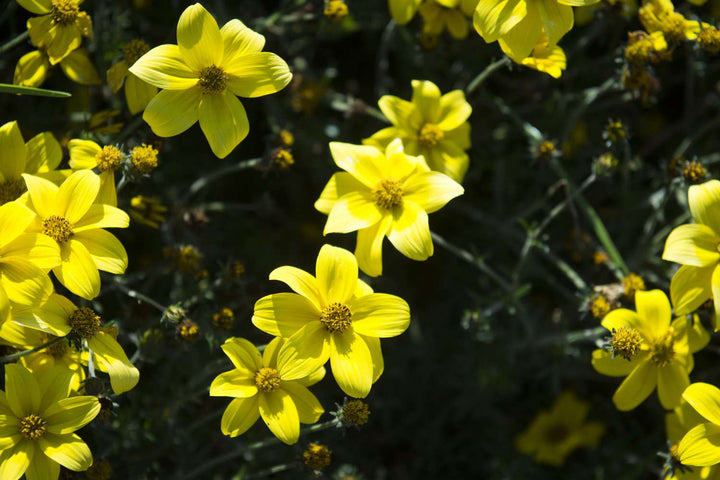 Heirloom Non-GMO Bidens Ferulifolia Flower Seeds for Planting – Bright Pollinator-Friendly Garden Blooms