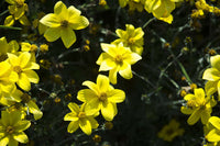 Heirloom Non-GMO Bidens Ferulifolia Flower Seeds for Planting – Bright Pollinator-Friendly Garden Blooms