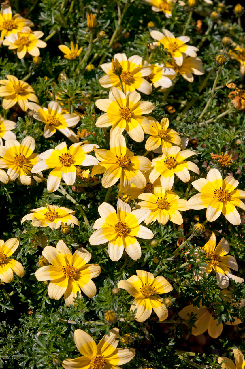 Bidens Golden Eye Flower Seeds – Heirloom Non-GMO Seeds for Bright and Pollinator-Friendly Garden Planting