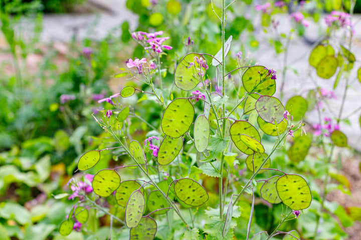Heirloom Non-GMO Lunaria Money Plant Seeds for Planting ƒ?? Violet Blooms with Decorative Seed Pods for Gardens