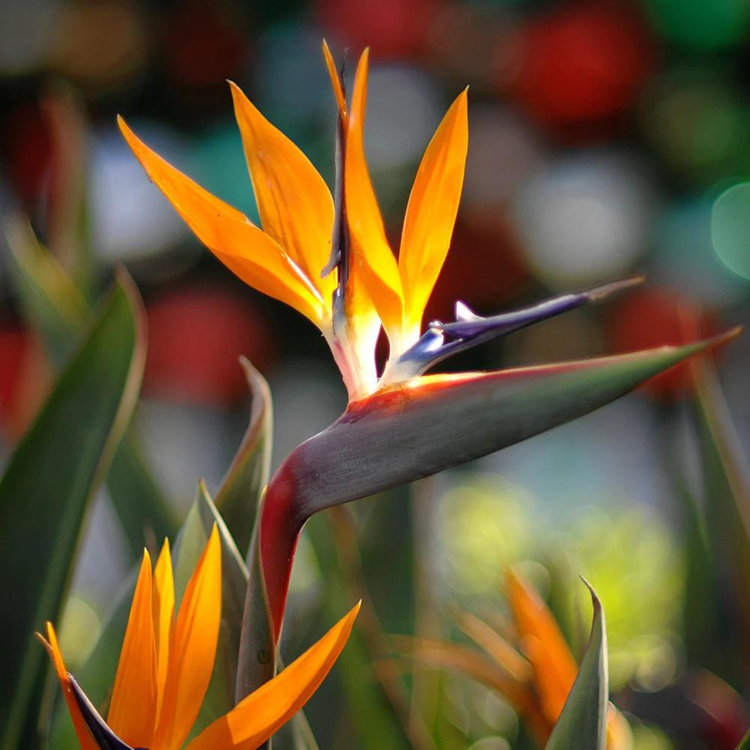 Bird of Paradise Plant Seeds for Planting, Heirloom, Non-GMO for planting in home garden
