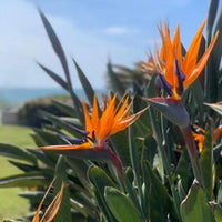 Heirloom Queen's Bird-of-Paradise Seeds – Non-GMO Flower Seeds for Planting