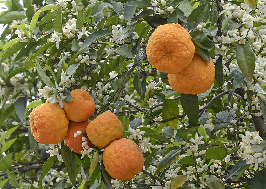 Bitter Orange Fruit Seeds