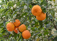 Bitter Orange Fruit Seeds