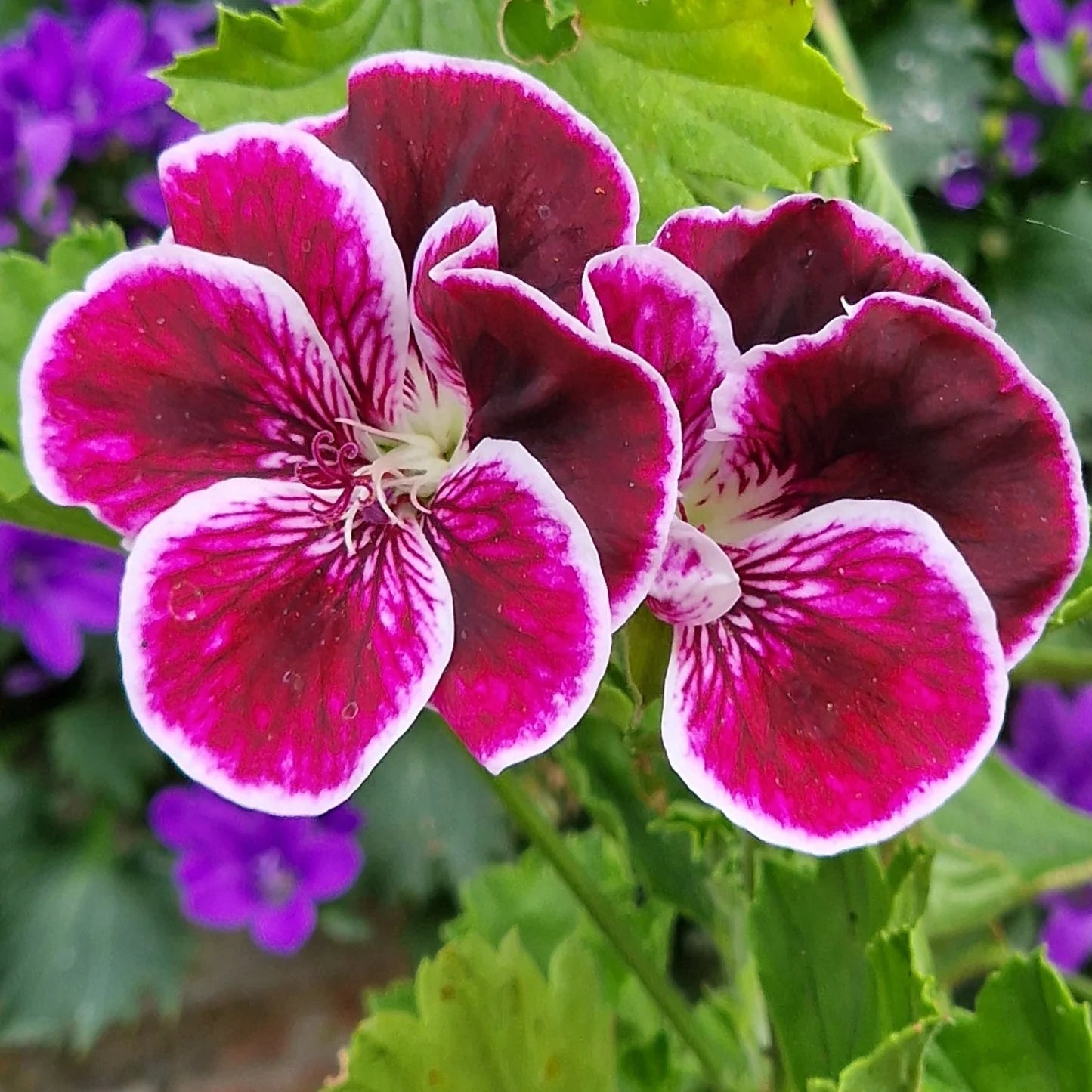 Organic Heirloom Mixed Regal Pelargonium Flower Seeds – Non-GMO Garden Seeds for Planting