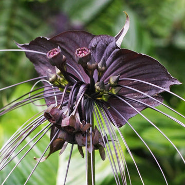 Tacca chantrieri tropical houseplant with unique dark flowers and green foliage.