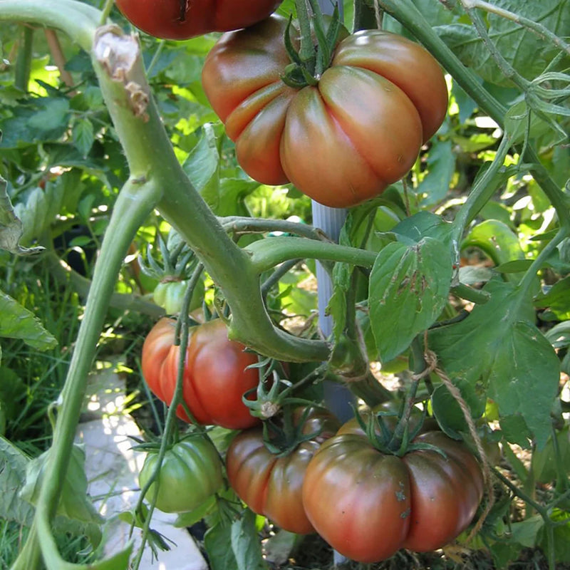 Black Sea Man heirloom tomato seeds ready for home planting