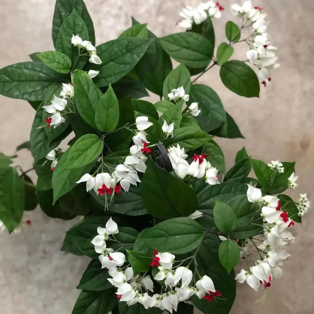 White Red Clerodendrum Seeds for Planting – Organic, Heirloom, Non-GMO Flower Seeds