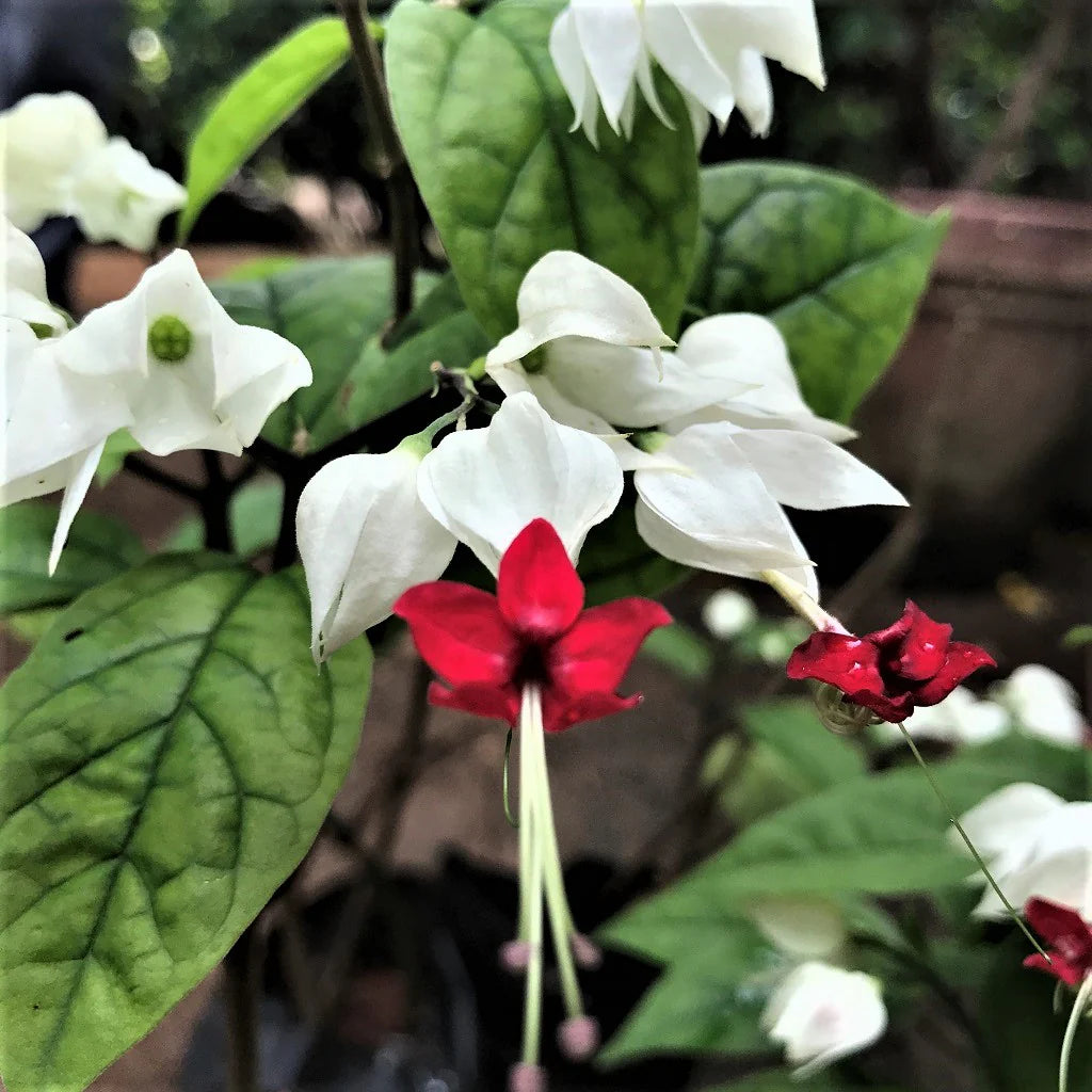 White Red Clerodendrum Seeds for Planting – Organic, Heirloom, Non-GMO Flower Seeds