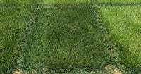 Bedazzled Kentucky Bluegrass Seed