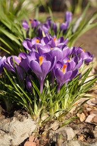 Blue Ocean crocus Heirloom Flower Seeds – Non-GMO Early Spring Blooms for Garden Planting