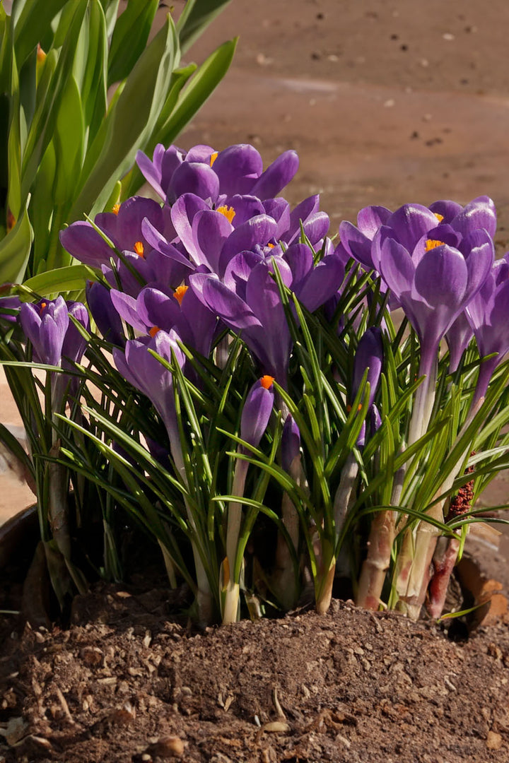 Blue Ocean crocus Heirloom Flower Seeds – Non-GMO Early Spring Blooms for Garden Planting