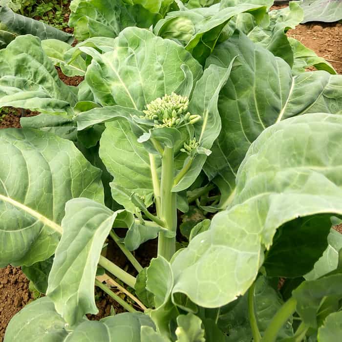 Gailan Vegetable Seeds for Planting heirloom & Non-GMO Seeds