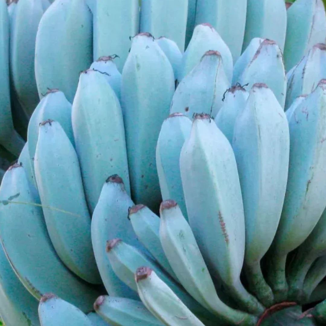 Sky blue banana Musa hybrid seeds for decorative garden
