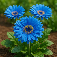 Blue Gerbera Daisy flowering plant growing in a decorative container garden