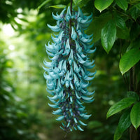 Strongylodon Flower Seeds for Planting ƒ?? Organic, Heirloom, Non-GMO Jade Vine Seeds