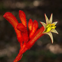 Kangaroo Paw Flower Seeds for Planting - NON GMO Seeds