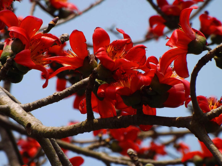 Bombax Ceiba Flower Seeds for Planting - Heirloom & Non-GMO Garden Seeds