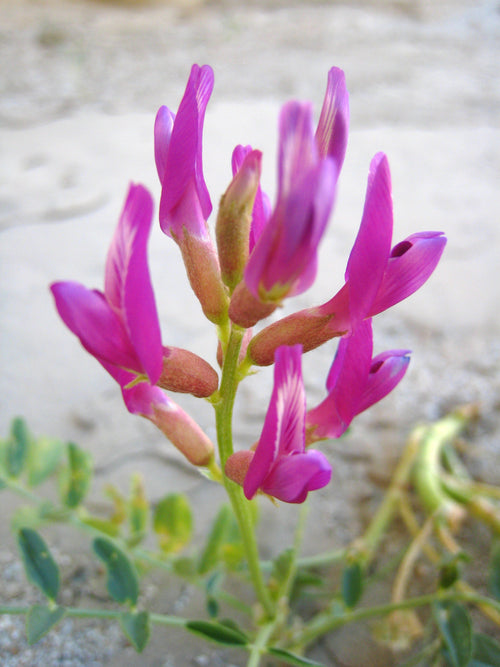 Astragalus Crassicarpus Flower Seeds Heirloom Non GMO Planting - 100 pcs