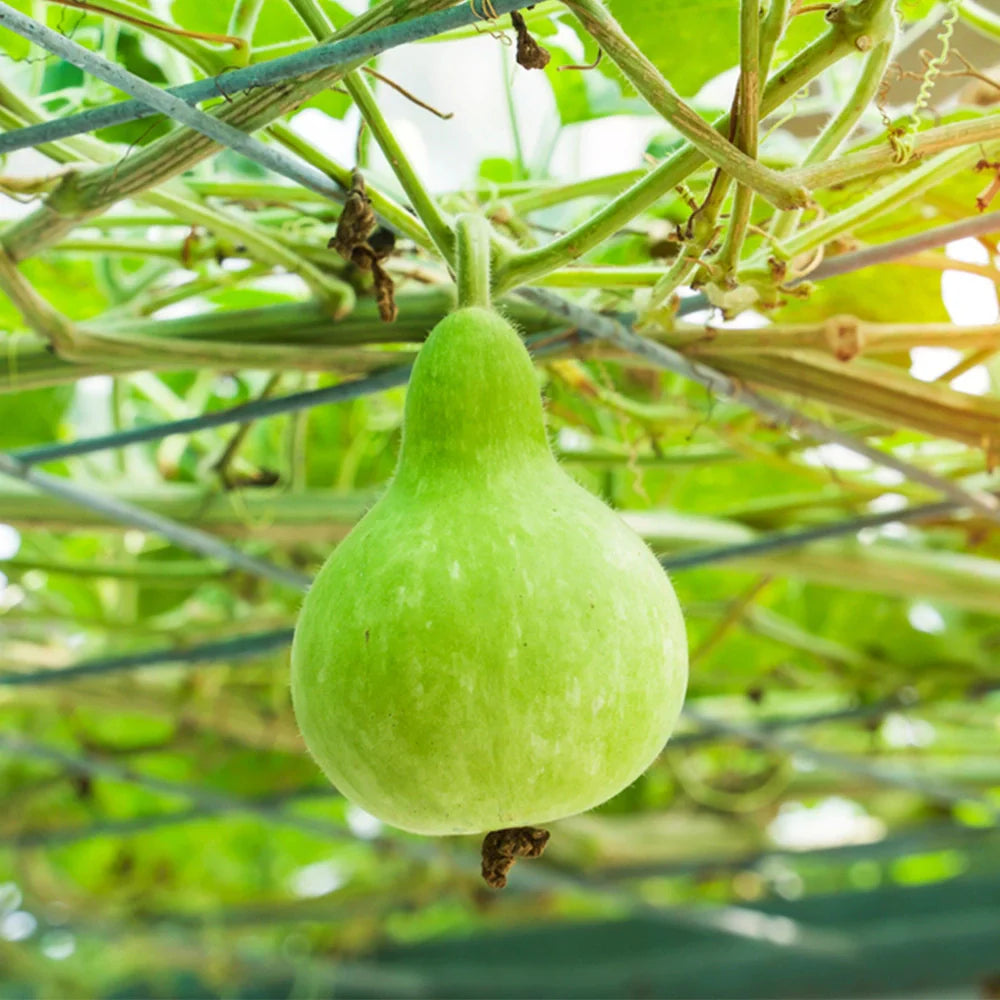Round Bottle Gourd Vegetable Seeds for Planting heirloom & Non-GMO Seeds