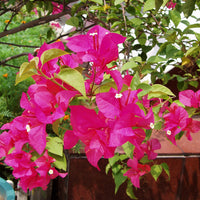 Pink Bougainvillea Plant Seeds for Planting â€“ NON GMO Seeds