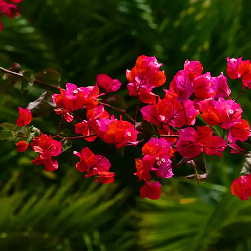 Buganvilla Flower Seeds for Planting - NON GMO Seeds for planting in home garden
