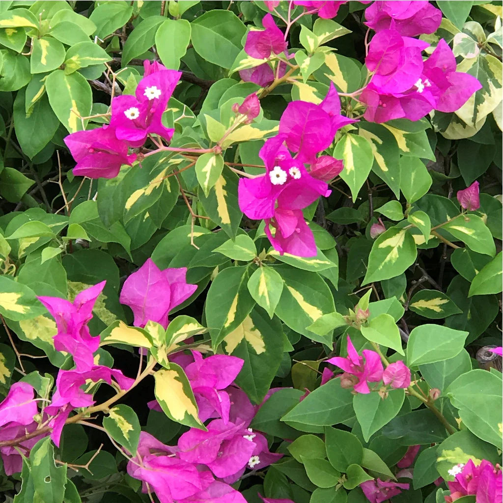 Bougainvillea Flower Seeds for Planting, 100 pcs